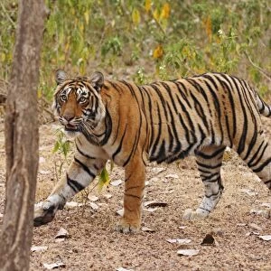 Royal Bengal / Indian Tiger moving around the bush, Ranthambhor National Park, India