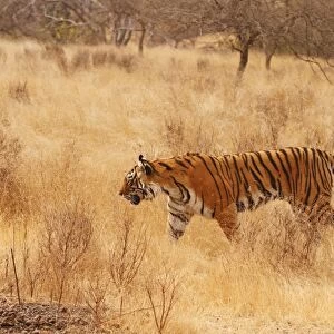 Royal Bengal / Indian Tiger walking around grassland. Ranthambhor National Park - India