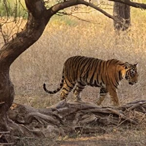Royal Bengal Tiger in the grassland, Ranthambhor National Park, India