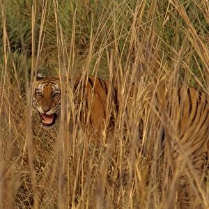 Royal Bengal Tiger - An injured tigress snarling, Corbett National Park, India