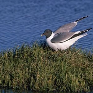 Sabines Gull - alighting at nest