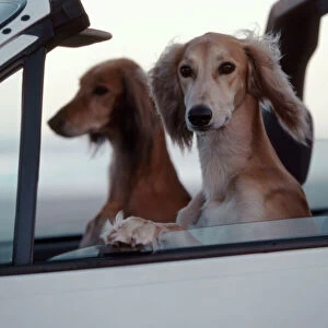 Saluki Dogs in car Cape Town, South Africa