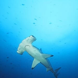 Scalloped Hammerhead Shark Cocos Island, Costa Rica