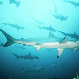 Scalloped Hammerhead Shark - group / school. Cocos Island, Costa Rica