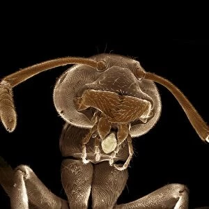 Scanning Electron Micrograph (SEM) : Black Garden Ant ; Magnification x 100 (A4 size: 29. 7 cm width)