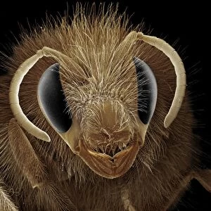 Scanning Electron Micrograph (SEM): Bumblebee; Magnification x 40 (A4 size: 29. 7 cm width)