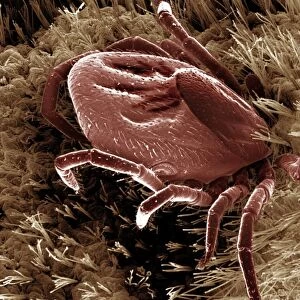 Scanning Electron Micrograph (SEM): Black-legged / Deer Tick - Magnification x 50 (if print A4 size: 29. 7 cm wide)