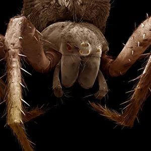Scanning Electron Micrograph (SEM) : Garden Spider-female, Magnification x25 (A4 size: 29. 7 cm width)