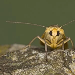 Scarce Footman Moth - Essex, UK IN000896