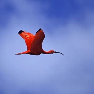 Scarlet Ibis Tropical northern South America. Photographed on the coast of Venezuela