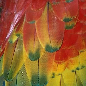 Scarlet Macaw - Feathers