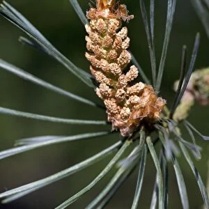 Scots Pine Tree - cone