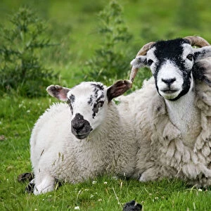 Scottish black faced sheep ewe with lamb North Yorkshire Moors UK