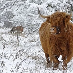 Scottish Highland Cow - in the snowy foreland of river IJssel The Netherlands, Overijssel, Wijhe/Olst, Fortmond