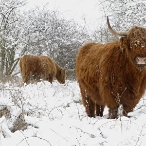 Scottish highland cow in the snowy foreland of river IJssel The Netherlands, Overijssel, Wijhe/Olst, Fortmond