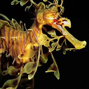 Sea Horse / Leafy Seadragon - endemic to South Australian waters. Fm: Syngnathidae