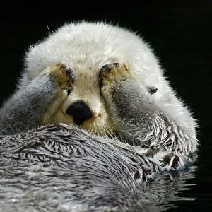 Sea Otter - grooming. (Point Defiance Zoo & Aquarium, Tacoma, WA) B2A4593