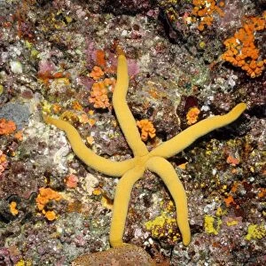 A sea star (Linckia sp) and a pincusion sea star (Culcita novaeguineae). Richelieu Rock, Andaman Sea, Thailand