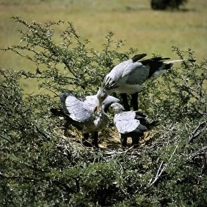 Secretary Bird - feeding chicks water