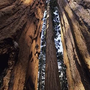 Sequoia Sequoia National Park, California, USA