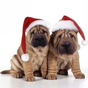 Shar Pei Dog - 2 puppies wearing Christmas hats