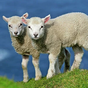 Sheep two cute lambs standing on cliff edge looking into camera Hermaness Nature Reserve, Unst, Shetland Isles, Scotland, UK