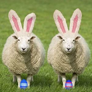 Sheep - Two Ewes wearing Easter bunny ears
