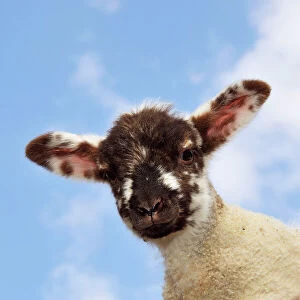 Sheep - lamb against blue sky