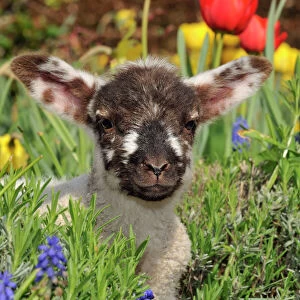 Sheep - lamb in spring flowers