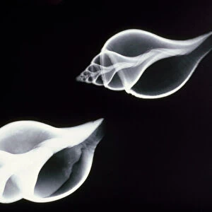 Shells - x-ray