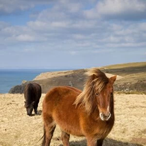 Shetland Ponies - grazing - Predannick, Cornwall, UK