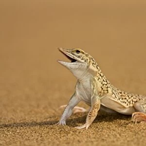 Shovel Snouted Lizard - Full body portrait sitting on dune sand - Namib Desert - Namibia - Africa