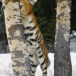 Siberian Tiger / Amur Tiger - marking tree with claws in winter snow. C3A2591