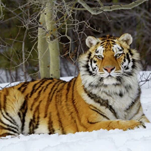 Siberian Tiger / Amur Tiger - in winter snow. CXA1105