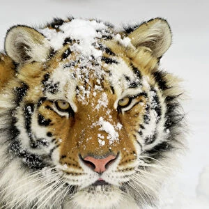 Siberian Tiger / Amur Tiger - in winter snow. CXA0613