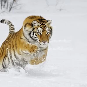 Siberian Tiger / Amur Tiger - in winter snow. C3A2368