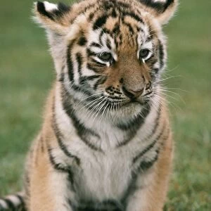 Siberian Tiger Cub Sitting down