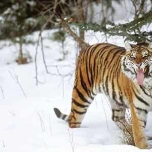 Siberian Tiger WAT 7638 Snarling Panthera pardus orient © M. Watson / ardea. com