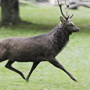 Sika Deer male