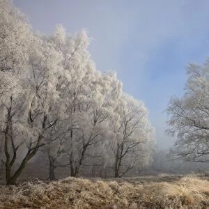 Silverbirch Trees covered in hoar frost on Cannock Chase - Cannock - Staffordshire - England