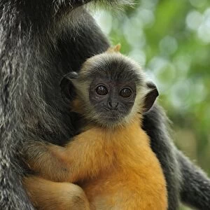 Silvery Lutung / Silvered Leaf Monkey / Silvery Langur - mother with baby - young are born with orange fur but this changes to the adult colour after 3-5 months - Kuala Selangor Nature Park - West Malaysia