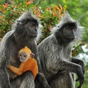 Silvery Lutung / Silvered Leaf Monkey / Silvery Langur - mother with baby - young are born with orange fur but this changes to the adult colour after 3-5 months - Kuala Selangor Nature Park - West Malaysia