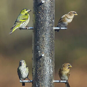 Siskins and Redpolls (Carduelis flammea) at Niger bird seed feeder - New Forest - Hampshire - UK
