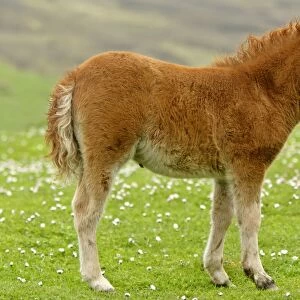 Skewbald Shetland Pony foal standing amidst blooming pasture Central Mainland, Shetland Isles, Scotland, UK