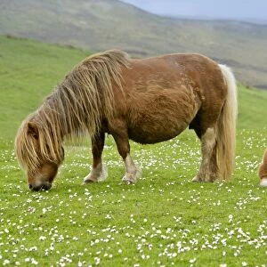 Skewbald Shetland Pony mare grazing and foal resting on pasture Central Mainland, Shetland Isles, Scotland, UK