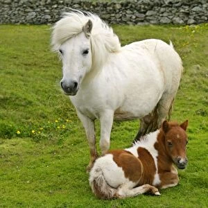 Skewbald Shetland Pony white mare and spotted foal on pasture Yell, Shetland Isles, Scotland, UK