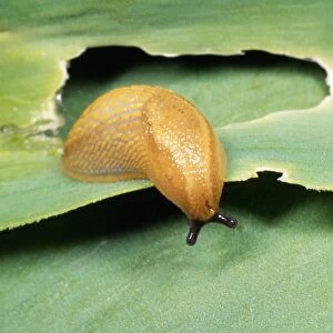 Slug Damage, garden, UK