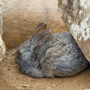 Smith's Red Rock Rabbit resting up amongst boulders during day. Inhabits rocky habitats. Endemic in south of southern Africa. Valley of Desolation, Camdeboo National Park, Eastern Cape, South Africa