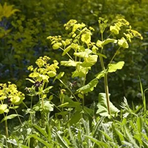 Smyrnium perfoliatum - In garden UK