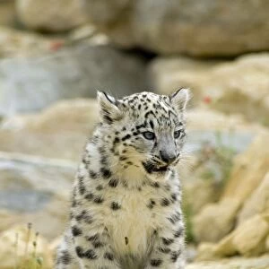 Snow Leopard - cub